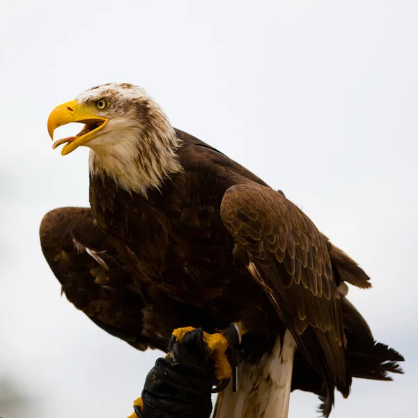 Afrikaanse Adelaar Haliaeetus Vocifer — Stockfoto