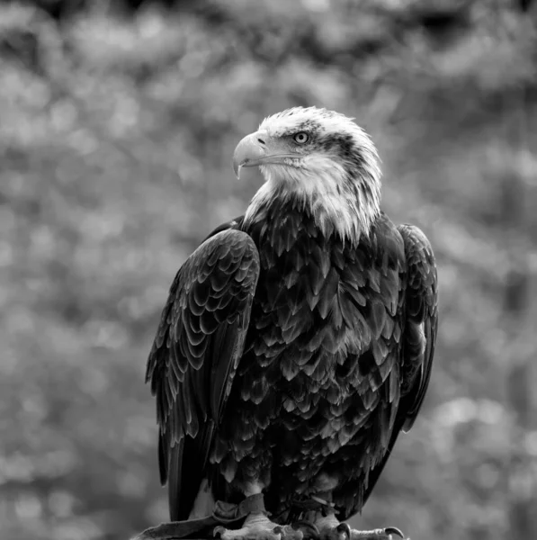 Afrikaanse Adelaar Haliaeetus Vocifer — Stockfoto