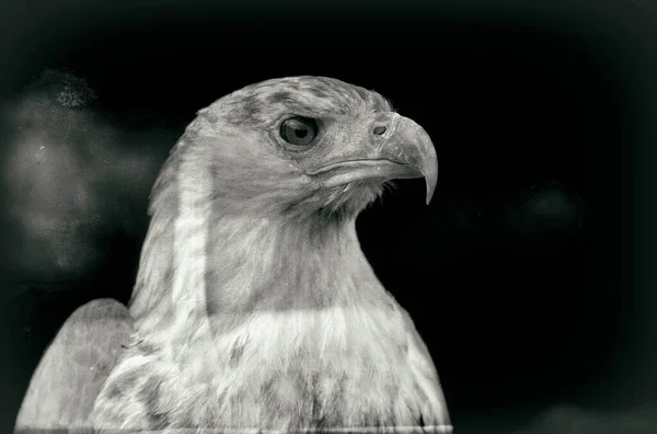 Afrika Kartalı Haliaeetus Vocifer — Stok fotoğraf