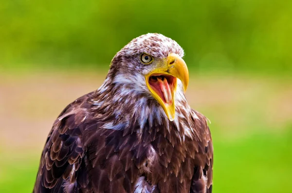 Águila Pescadora Africana Haliaeetus Vocifer — Foto de Stock