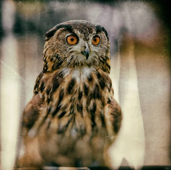 Chouette Aigle Bengale Aux Grands Yeux Oranges — Photo