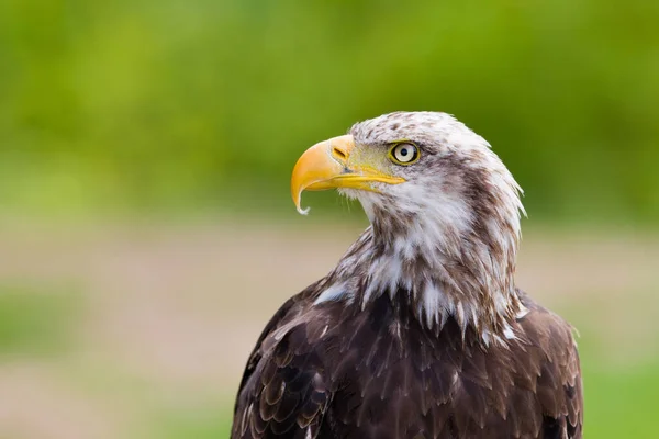 African Fish Eagle Haliaeetus Vocifer — Stock Photo, Image