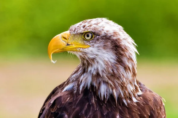 African Fish Eagle Haliaeetus Vocifer — Stock Photo, Image