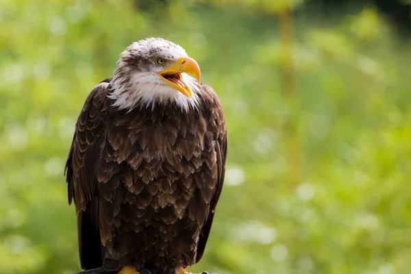 Águila Pescadora Africana Haliaeetus Vocifer — Foto de Stock