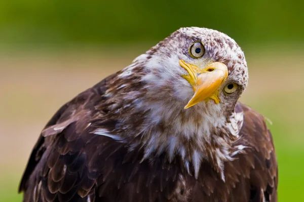 Afrikaanse Visarend Haliaeetus Vocifer — Stockfoto