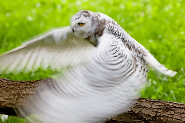 Yazın Karlı Baykuş Bubo Scandiacus — Stok fotoğraf