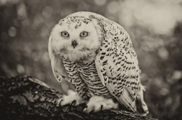 Snowy Owl Bubo Scandiacus Summer — Stock Photo, Image