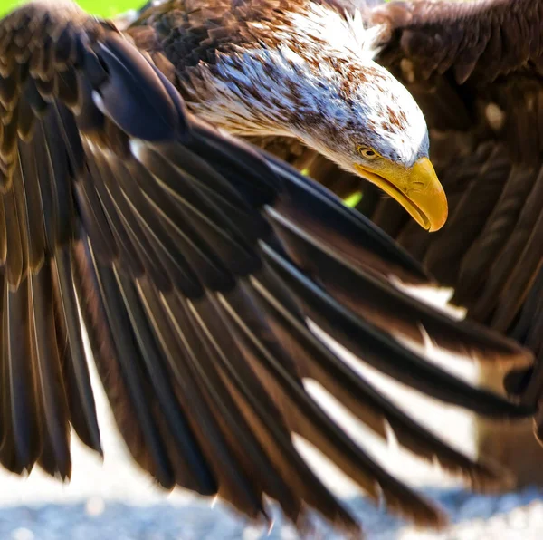 Afrikaanse Visarend Haliaeetus Vocifer — Stockfoto