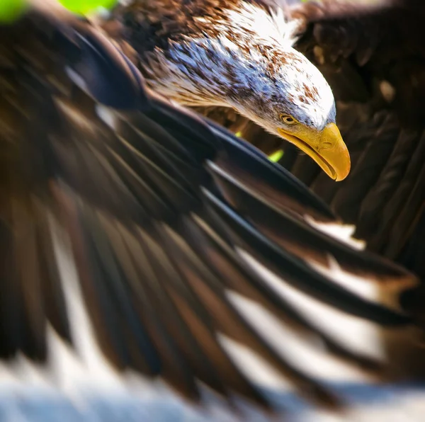 Afrikanischer Fischadler Haliaeetus Vocifer — Stockfoto