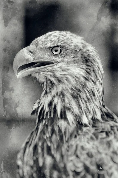 Afrikaanse Visarend Haliaeetus Vocifer — Stockfoto