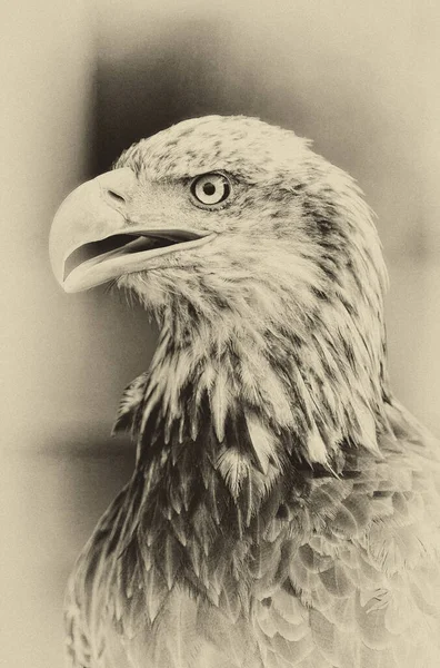 Afrika Balık Kartalı Haliaeetus Vocifer — Stok fotoğraf