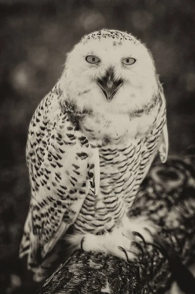 Snowy Owl Bubo Scandiacus Summer — Stock Photo, Image