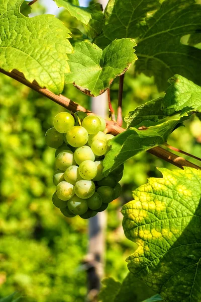 Close Beautiful Green Grapes Leaves Vineyard — Stock Photo, Image