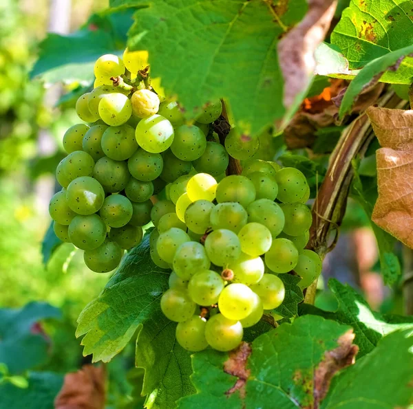 Close Beautiful Green Grapes Leaves Vineyard — Stock Photo, Image