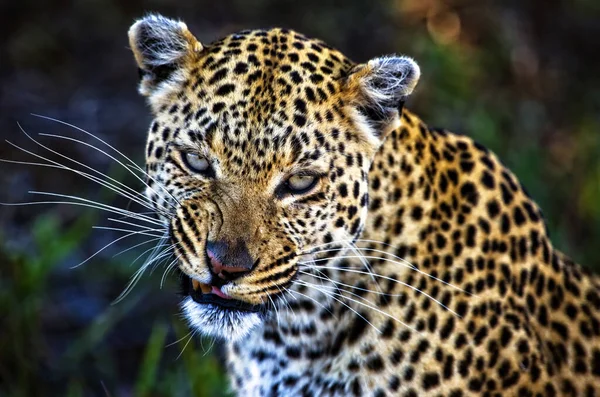 Retrato Leopardo Seu Habitat Natural Delta Okavango — Fotografia de Stock