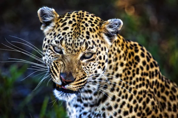 オカバンゴデルタの自然生息地におけるヒョウの肖像画 — ストック写真