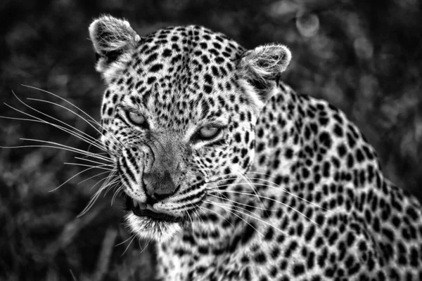 Retrato Leopardo Hábitat Natural Delta Del Okavango —  Fotos de Stock