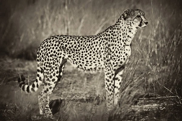 Ung Gepard Sin Naturliga Miljö — Stockfoto