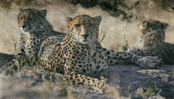 Gepardí Rodina Odpočívající Přirozeném Prostředí — Stock fotografie
