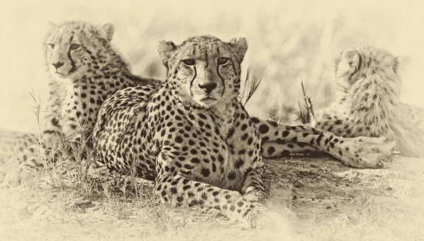 Junge Geparden Ihrem Natürlichen Lebensraum — Stockfoto