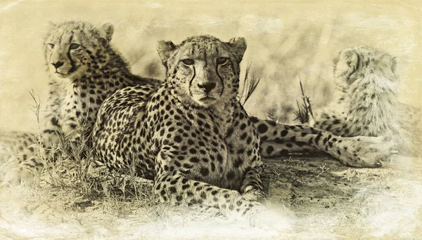 Gepardí Rodina Odpočívající Přirozeném Prostředí — Stock fotografie