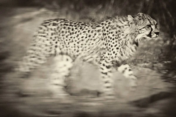 Młody Gepard Swoim Naturalnym Środowisku — Zdjęcie stockowe