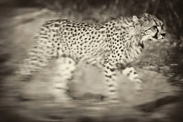 Mladý Gepard Přirozeném Prostředí — Stock fotografie