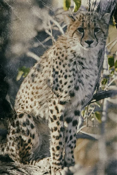 Giovane Ghepardo Nel Suo Habitat Naturale — Foto Stock