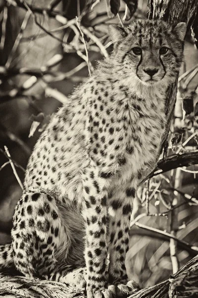 Jeune Guépard Dans Son Habitat Naturel — Photo