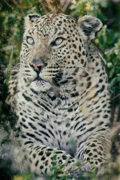 Portrait Leopard Its Natural Habitat Okavango Delta — Stock Photo, Image