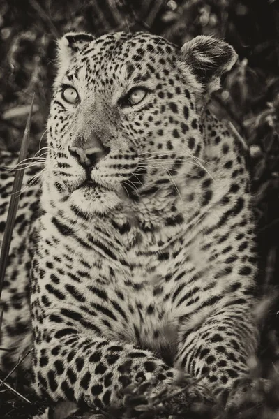 Porträtt Leopard Dess Naturliga Livsmiljö Okavango Delta — Stockfoto