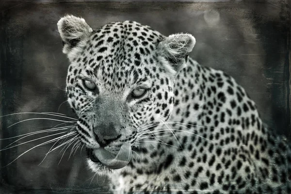 Retrato Leopardo Seu Habitat Natural Delta Okavango — Fotografia de Stock