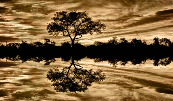 Puesta Sol Africana Parque Nacional Kruger Sudáfrica — Foto de Stock