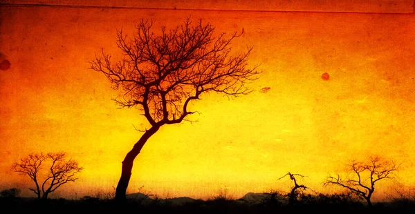 南非克鲁格国家公园的日出 在美丽的渐变的天空前 干枯的树木 — 图库照片