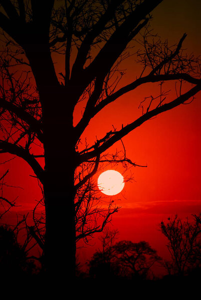 Sunrise in Kruger National Park, South Africa. Dry trees in front of beautiful gradient sky