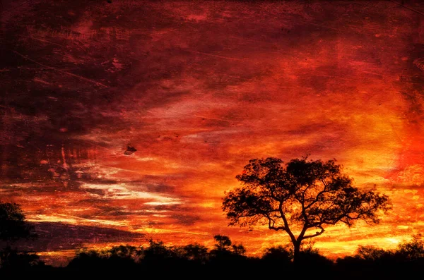 Kruger Ulusal Parkı, Güney Afrika 'da büyük bir ağaçla gün batımının muhteşem bir fotoğrafı..