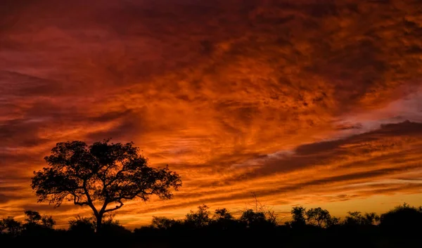 南アフリカのクルーガー国立公園に大きな木がある豪華な夕日の空の写真 — ストック写真