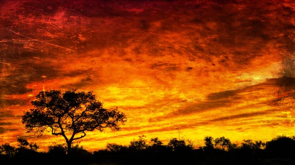 南アフリカのクルーガー国立公園に大きな木がある豪華な夕日の空の写真 — ストック写真