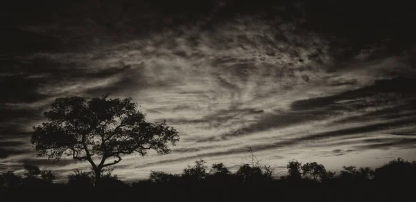 Foto Underbara Molnig Himmel Med Ett Stort Träd Kruger National — Stockfoto