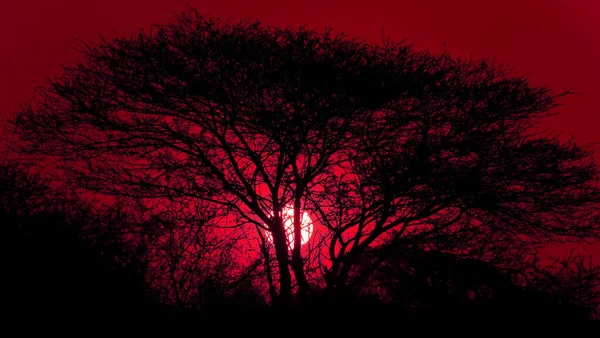 Pôr Sol Através Coroa Árvore Kruger National Park África Sul — Fotografia de Stock