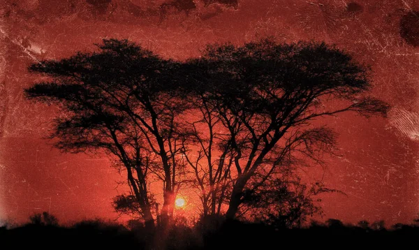 Pôr Sol Através Coroa Árvore Kruger National Park África Sul — Fotografia de Stock
