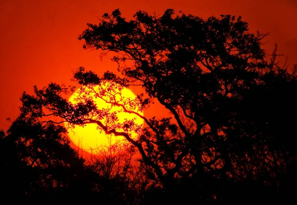 Pôr Sol Através Coroa Árvore Kruger National Park África Sul — Fotografia de Stock