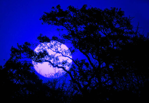 Setting sun through the tree crown in Kruger National Park, South Africa. Blue tones