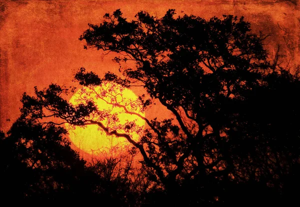 Establecer Sol Través Corona Árboles Parque Nacional Kruger Sudáfrica Efecto — Foto de Stock