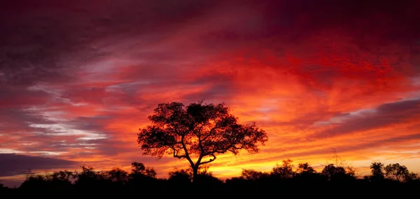 Afrikanischer Sonnenuntergang Krüger Nationalpark Südafrika — Stockfoto