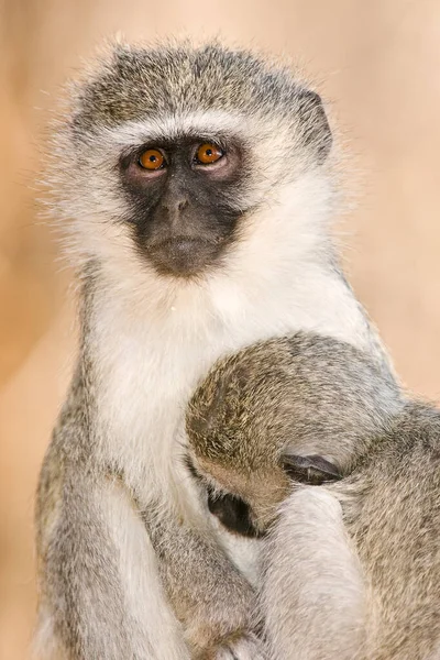 Una Familia Monos Vervet Parque Nacional Kruger Sudáfrica — Foto de Stock