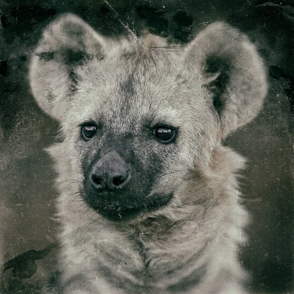 Portrait Hyena Dans Parc National Kruger Afrique Sud Édition Vintage — Photo