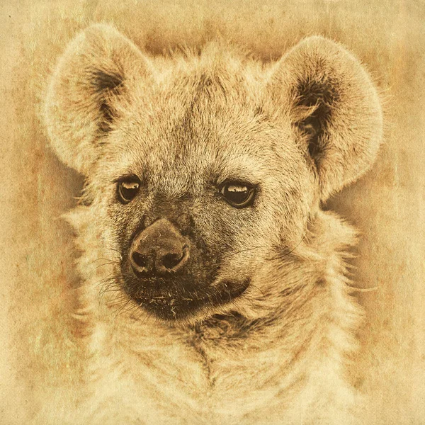 Portrait Hyena Dans Parc National Kruger Afrique Sud Édition Vintage — Photo