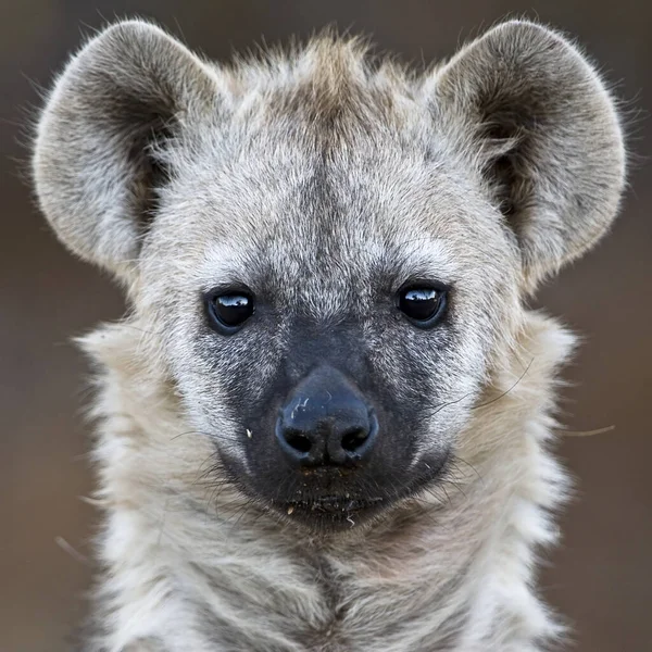 Ett Porträtt Hyena Kruger National Park Sydafrika — Stockfoto