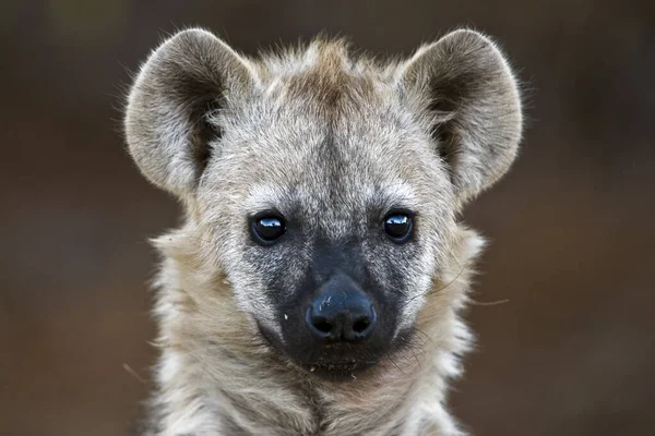 Retrato Hyena Kruger National Park África Sul — Fotografia de Stock